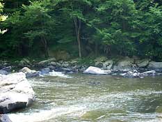 Forest Path Crossing the stream
