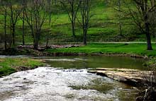 Forest Path Crossing the stream